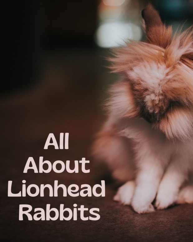 lionheadrabbits