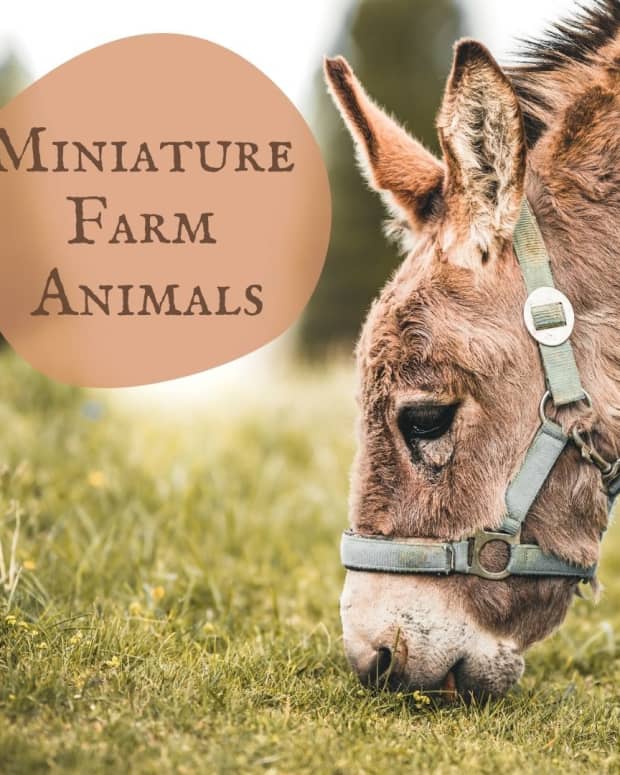 Miniature Farm Animals: Pygmy Goats, Micro Pigs, and More - PetHelpful