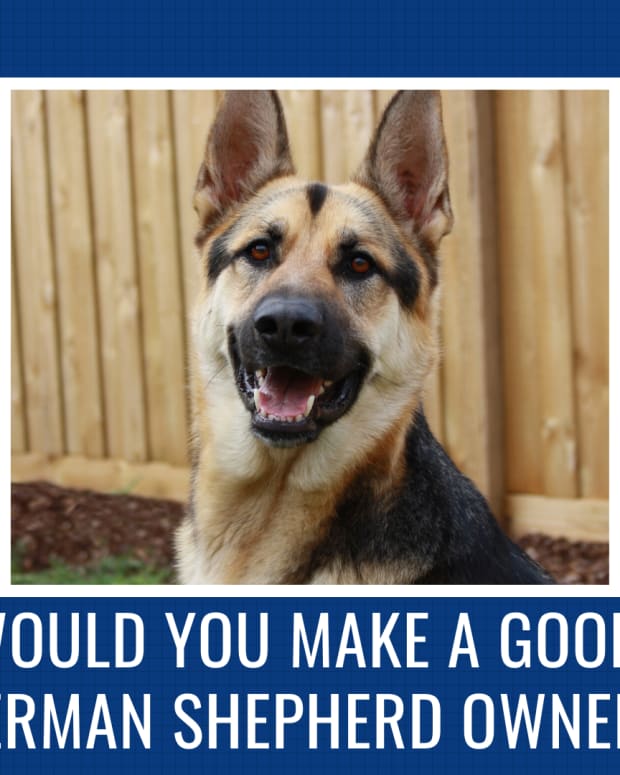would-you-be-a-good-german-shepherd-owner