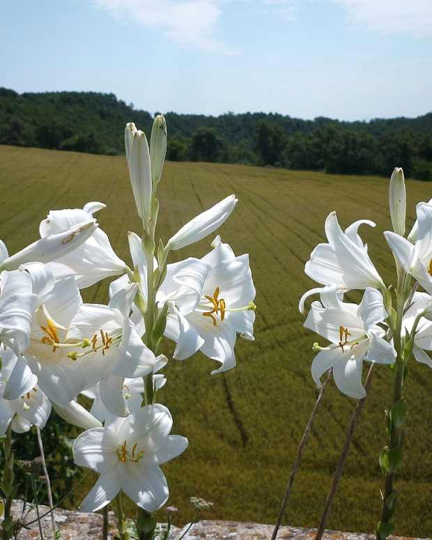 how-to-grow-madonna-lily-an-ancient-plant