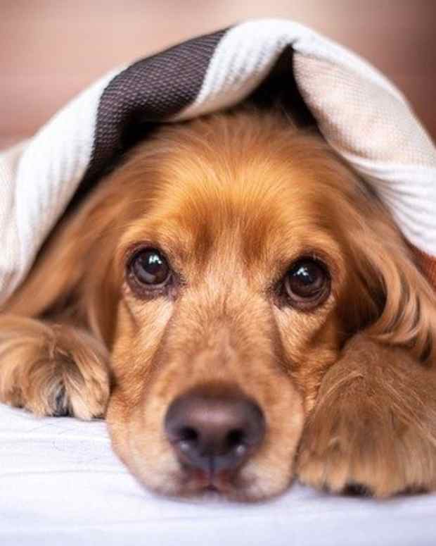 How to Pet a Ferret PetHelpful