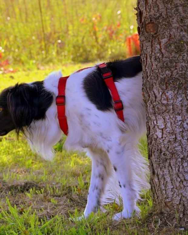 A Guide to Dog Behavior Modification Techniques and Terms PetHelpful