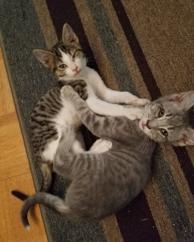 kittens-vs-toddlers