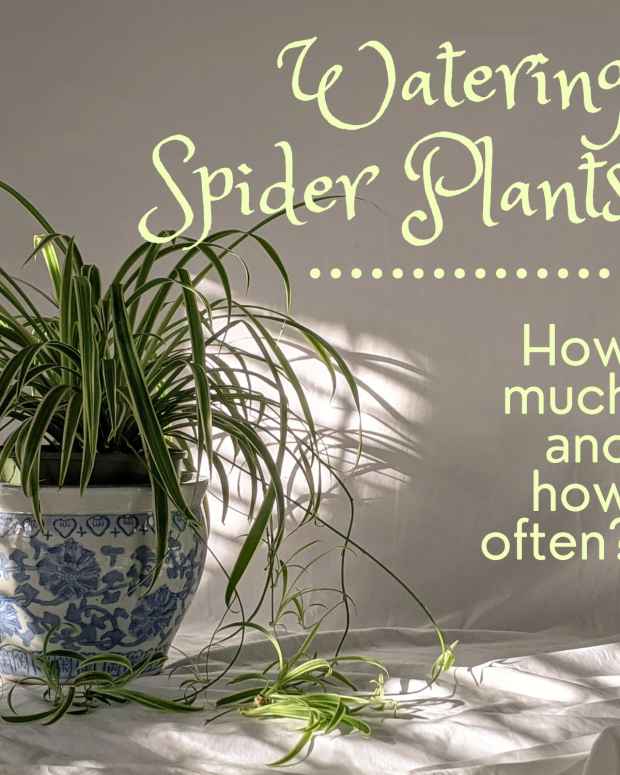 Spider Plant Light Requirements How Much Do They Need? Dengarden