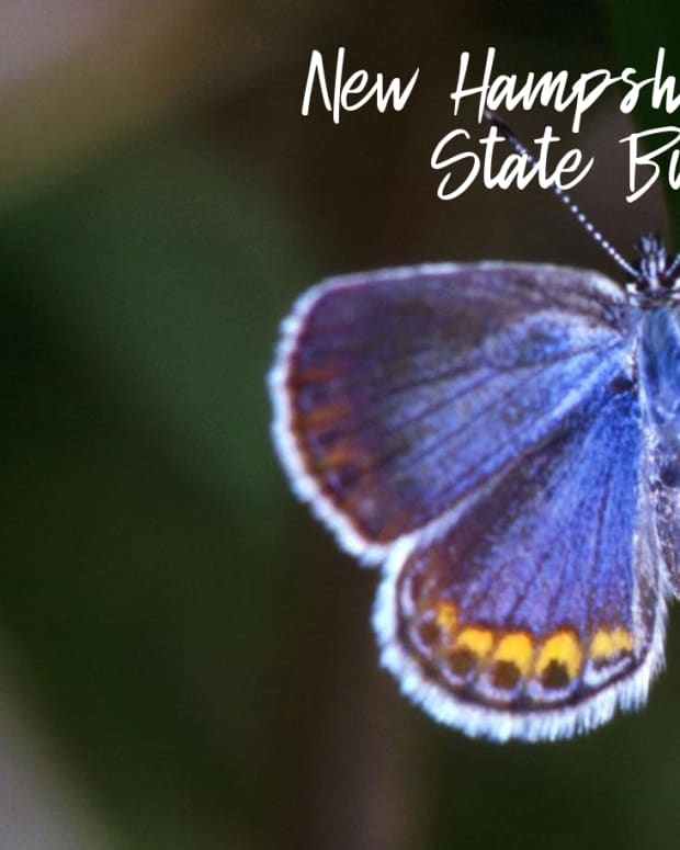 New-Hampshire-State-Butterfly-Karner-Blue