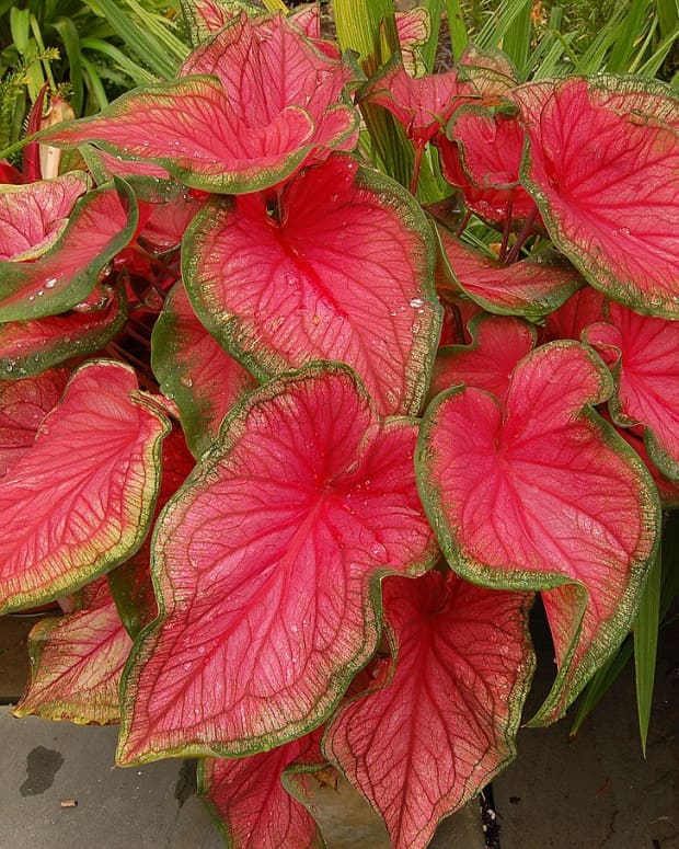 how-to-grow-caladiums-indoors-or-outdoors