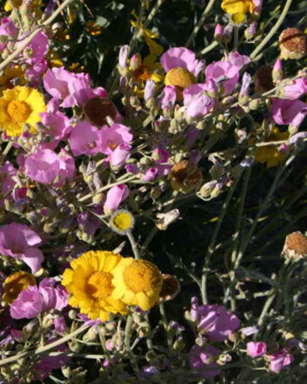 native-wildflowers-cold-climates