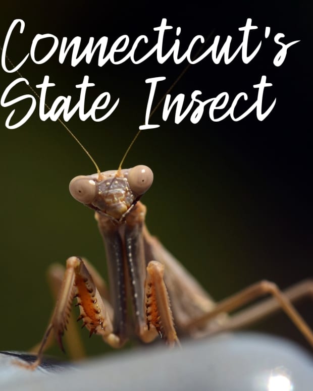 state-insect-of-connecticut