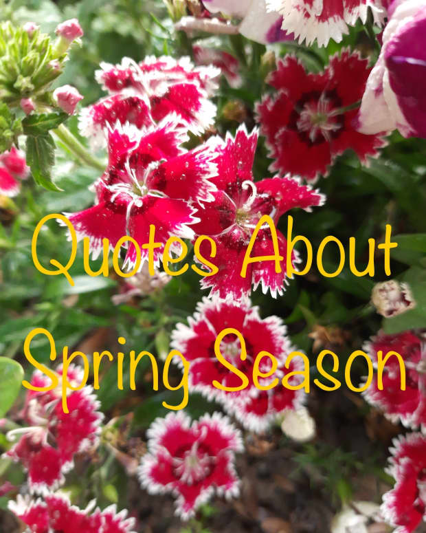 21-quotes-to-celebrate-the-spring-season