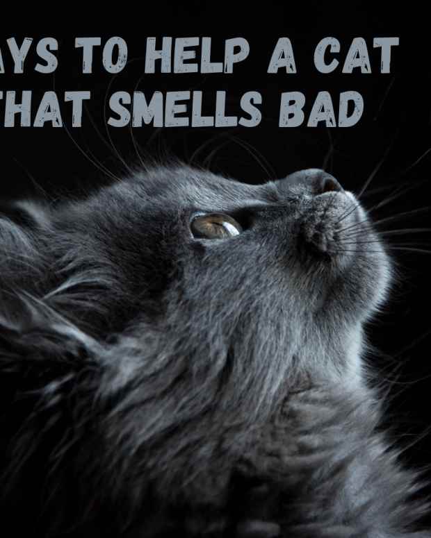 How to Tame a Wild Cat PetHelpful