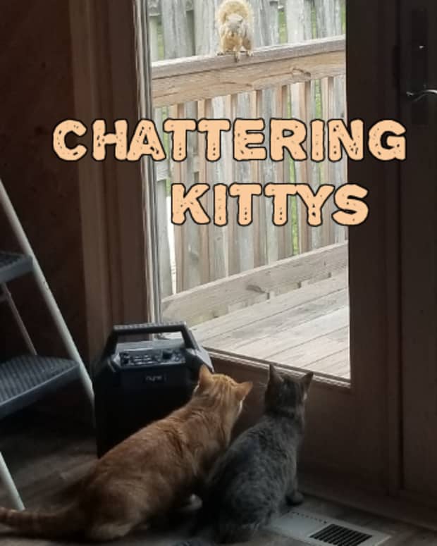 poem-chattering-kittys