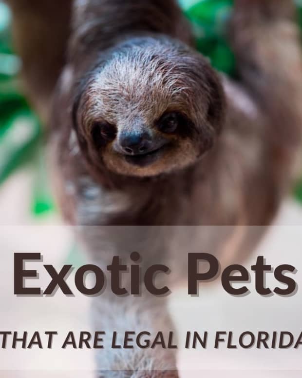 10 Exotic Pets That Are Legal in Indiana - PetHelpful