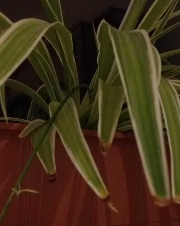 Spider Plant Light Requirements How Much Do They Need? Dengarden