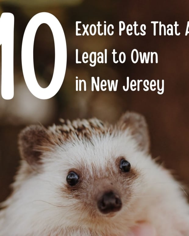 10 Exotic Pets That Are Legal in Indiana - PetHelpful