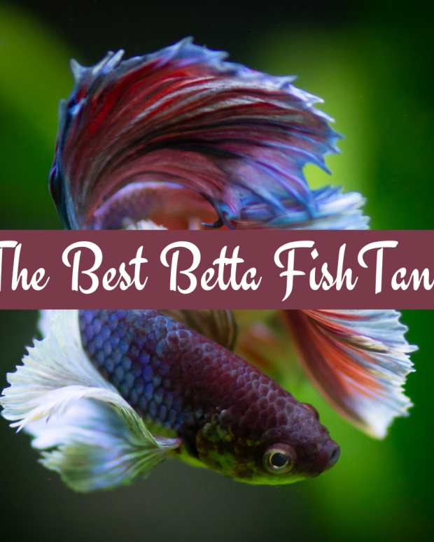 betta-addiction-betta-tank-setup