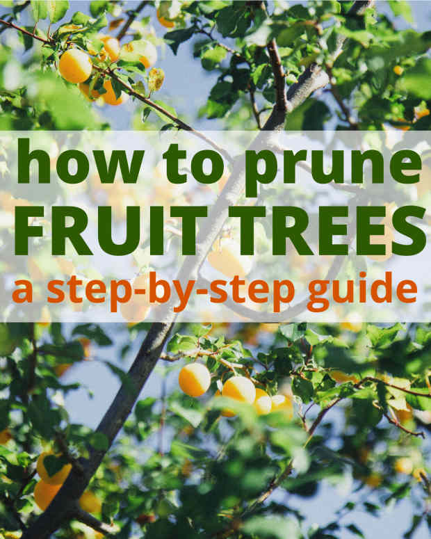 how-to-prune-fruit-trees