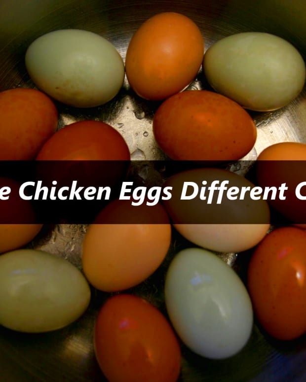 why-are-chicken-eggs-different-colors
