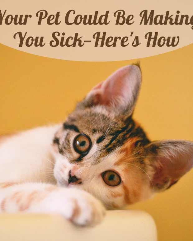 How to Bathe and Shampoo Your Newfoundland Dog PetHelpful