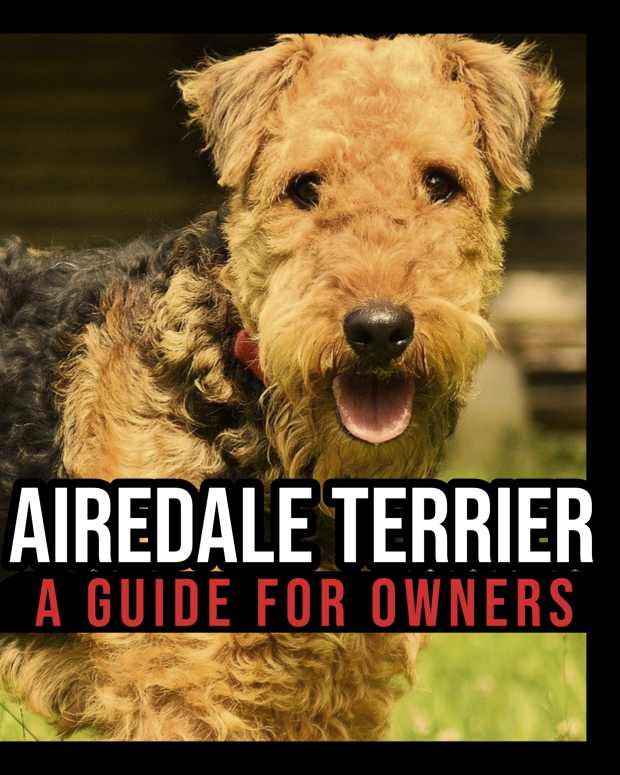 Why Do Pet Cats Attack Their Owners? PetHelpful