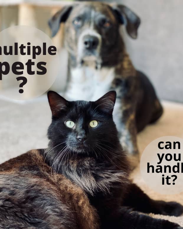 lessons-from-living-with-multiple-pets