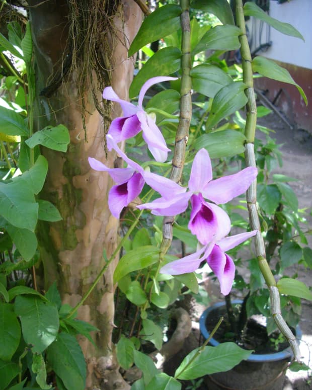 my-beautiful-orchids