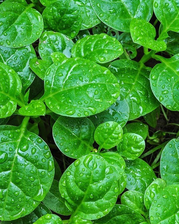 how-to-grow-malabar-spinach-an-edible-tropical-vine
