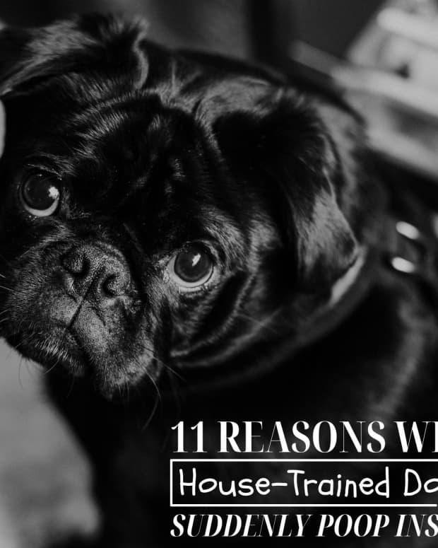 why-would-a-house-trained-dog-start-pooping-in-the-house