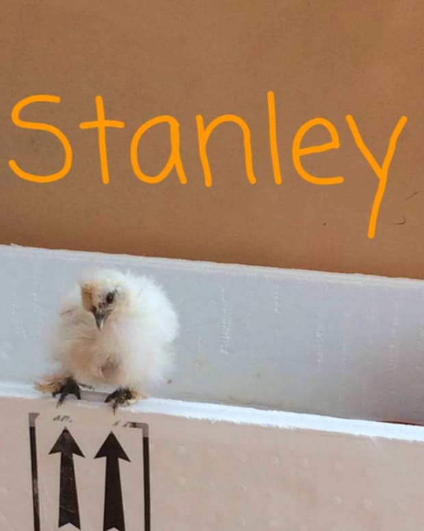 saving-stanley-a-little-chicken-with-a-twisted-neck