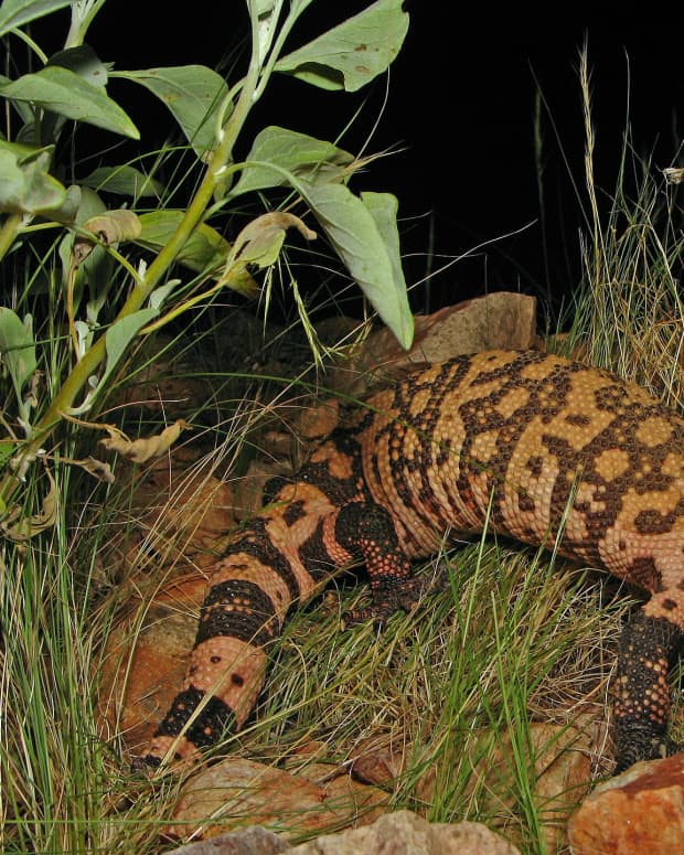 everything-you-need-to-know-about-gila-monster
