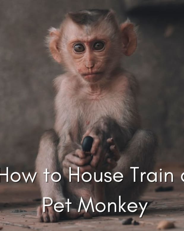 how-to-housetrain-a-monkey