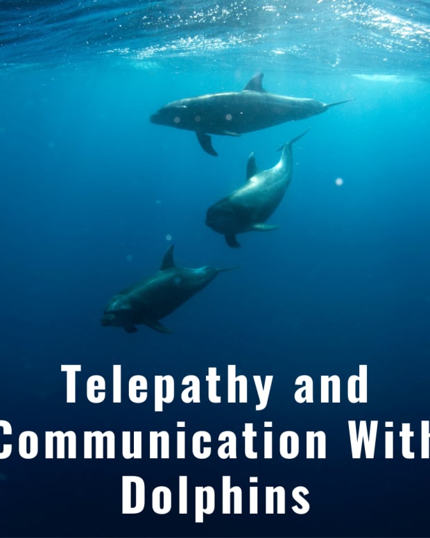 communication-with-dolphins-telempathy