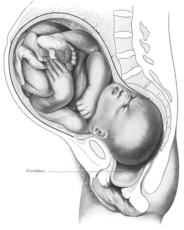 normal position baby in utero