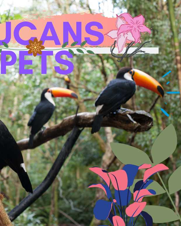 10-reasons-toucans-make-excellent-pets