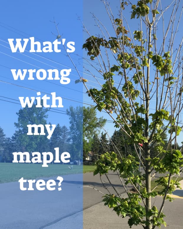 Amur Maple (Acer Ginnala): Facts, Uses, Pests, and Diseases - Dengarden ...