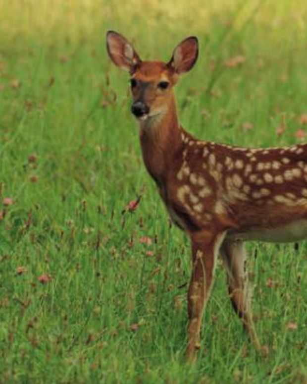 Spring Bulbs That Deer Won't Eat Dengarden Home and Garden