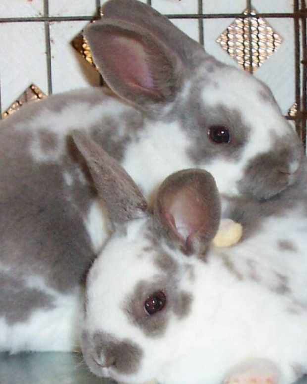 15 of the Best Pet Rabbit Breeds PetHelpful