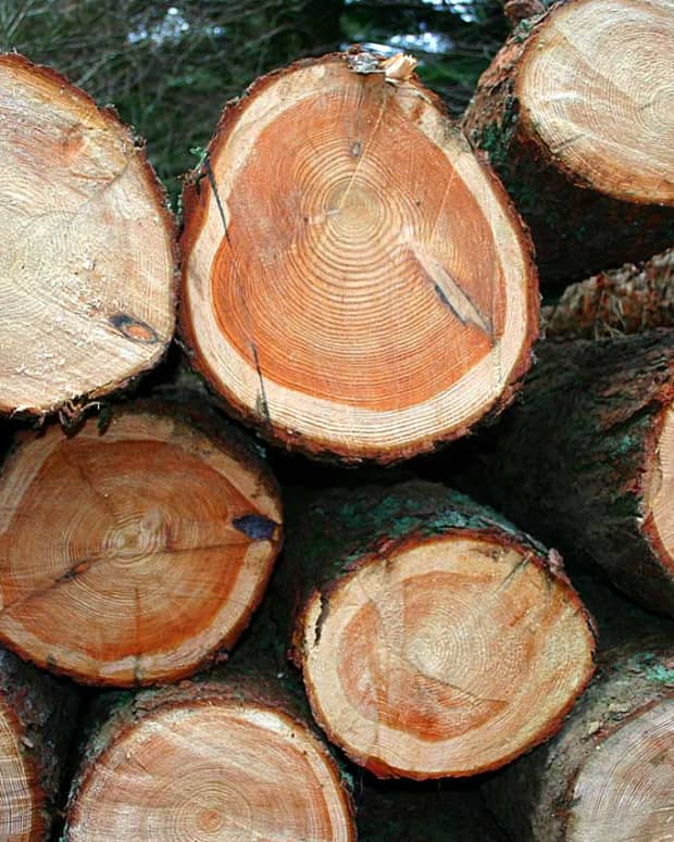 Best Types Of Hardwood Trees To Use For Firewood Oak Cherry Sassafras Locust And Ash Dengarden Home And Garden