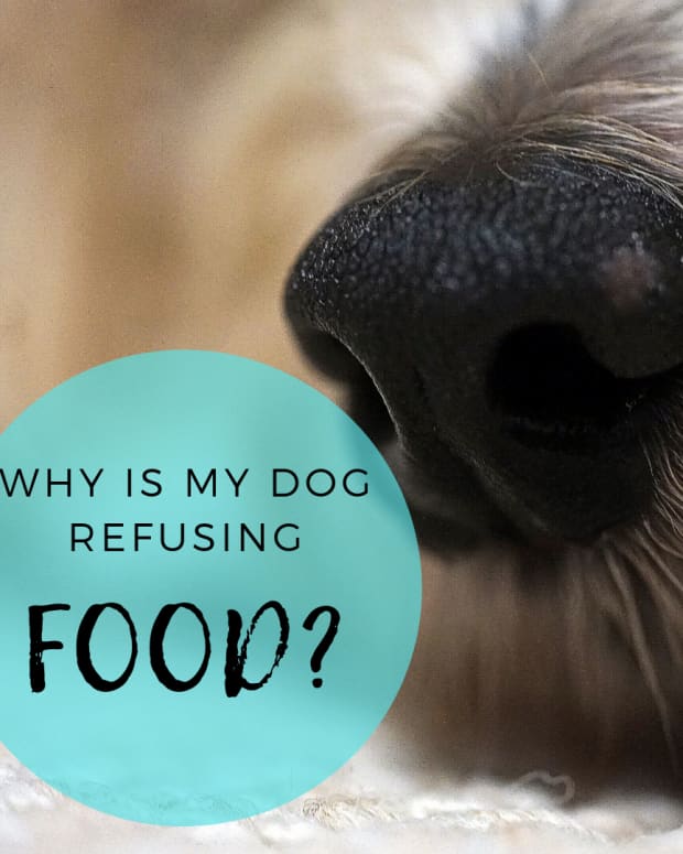 how-to-get-a-finicky-dog-to-eat