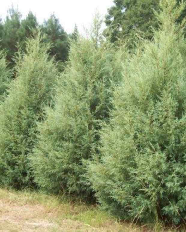 5 Great FastGrowing Oak Trees Dengarden Home and Garden