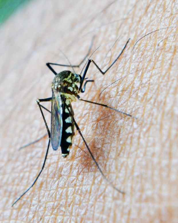 Midge Attack! Or, How to Repel Midges During the Summer Months