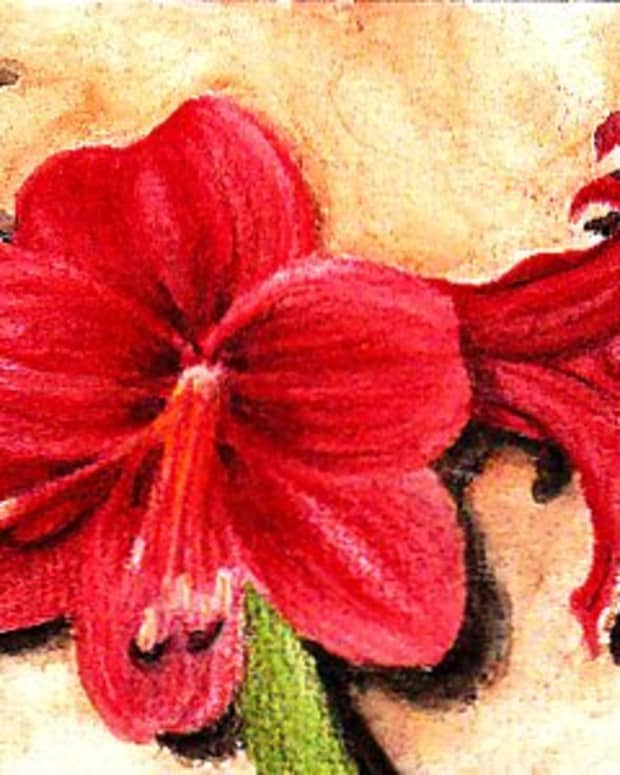 Amaryllis, 4" x 6" in Derwent Inktense on cold press watercolor paper, by Robert A. Sloan