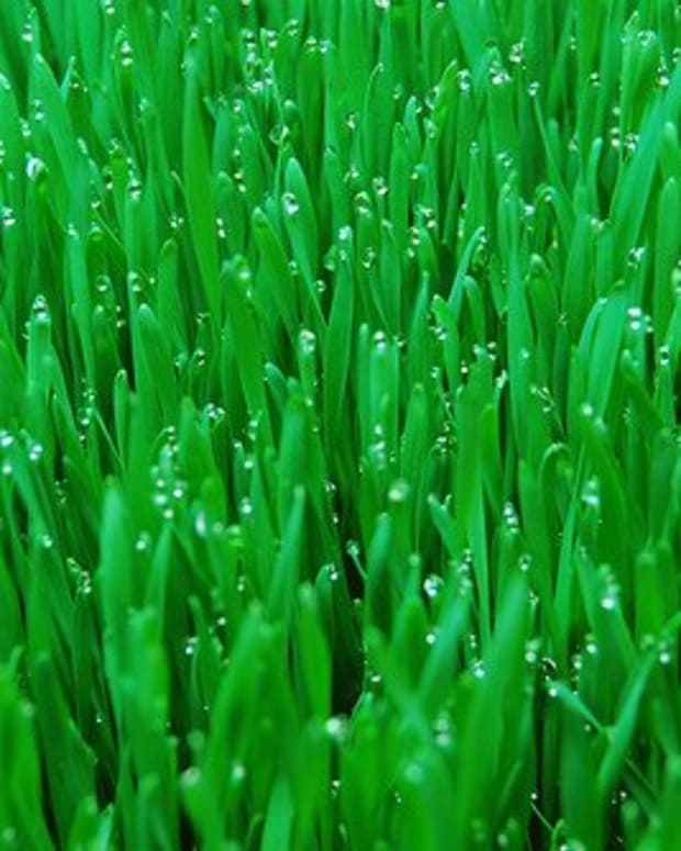 25 of the Best Plants for Indoor Hydroponic Gardens Dengarden Home and Garden