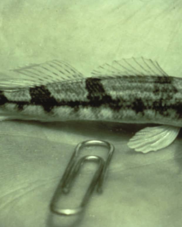 The Snail Darter:  The Tiny Fish That Caused A Big Battle