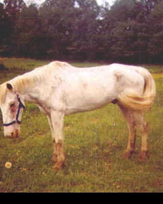 Photo #2 - This is "Shonac", two weeks after being rescued.  He is still very malnourished looking, but greatly improved and healing from a fungal skin disease.