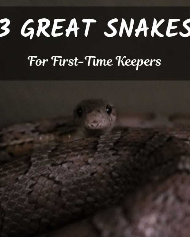 How to Care for Pet Corn Snakes Tanks, Food, Shedding and More