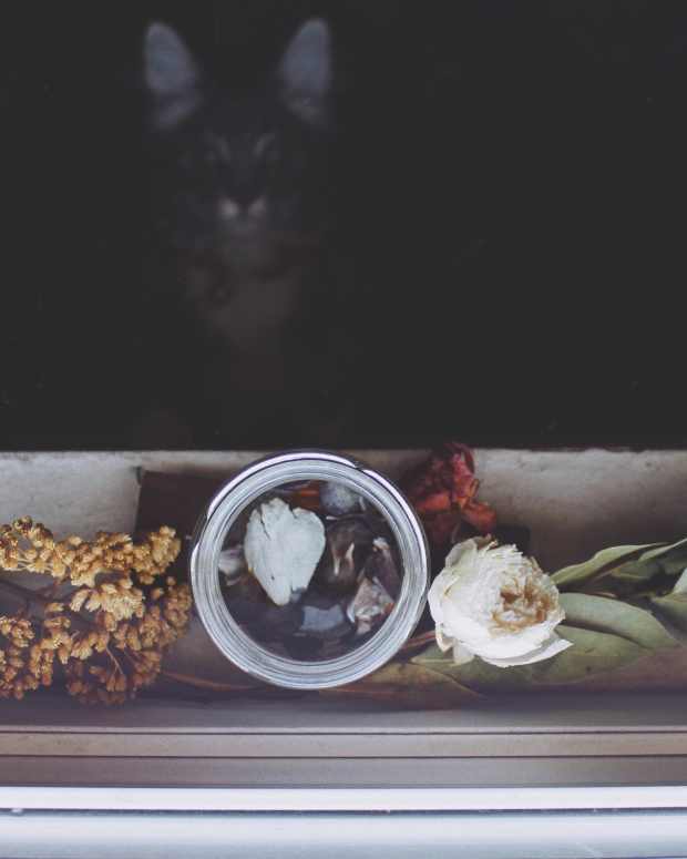 How to Dry up a Dog’s Milk and Help Mom Stop Producing PetHelpful