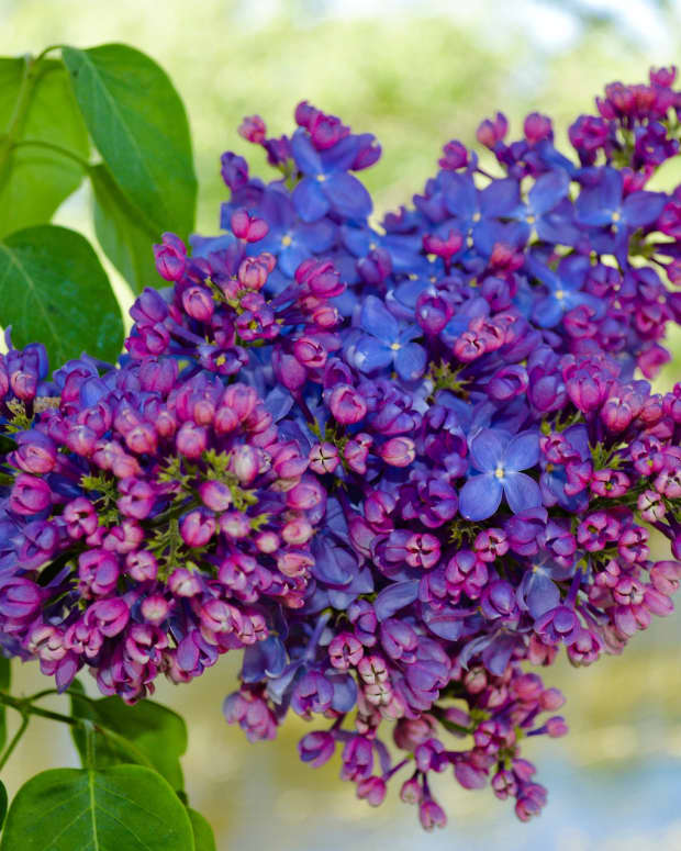 How to Grow Lilacs for Spring Color Dengarden Home and Garden