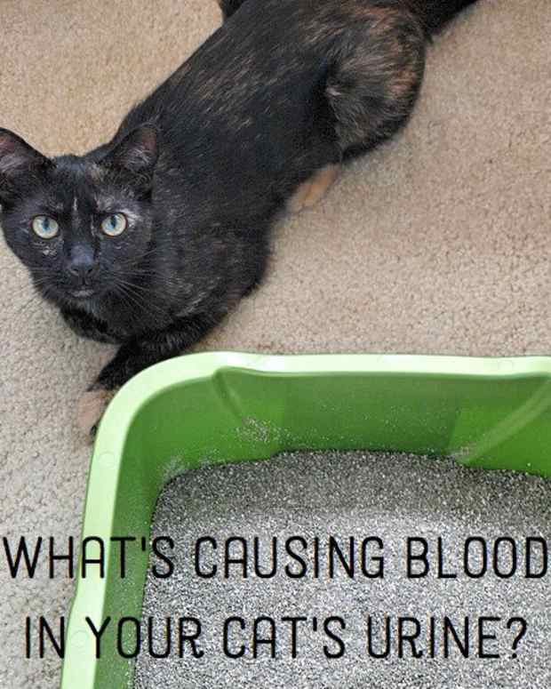 How to Tame a Wild Cat PetHelpful