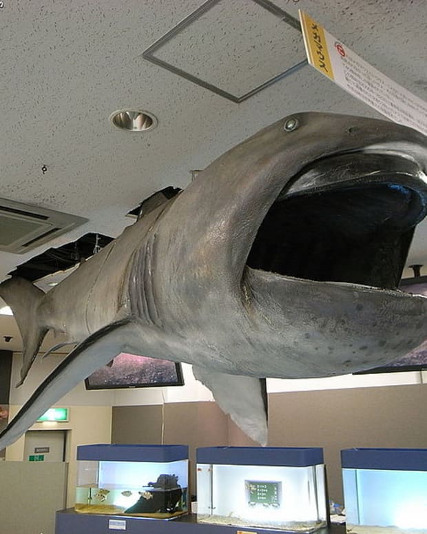 megamouth-shark-facts-suggest-monster-sharks-may-exist