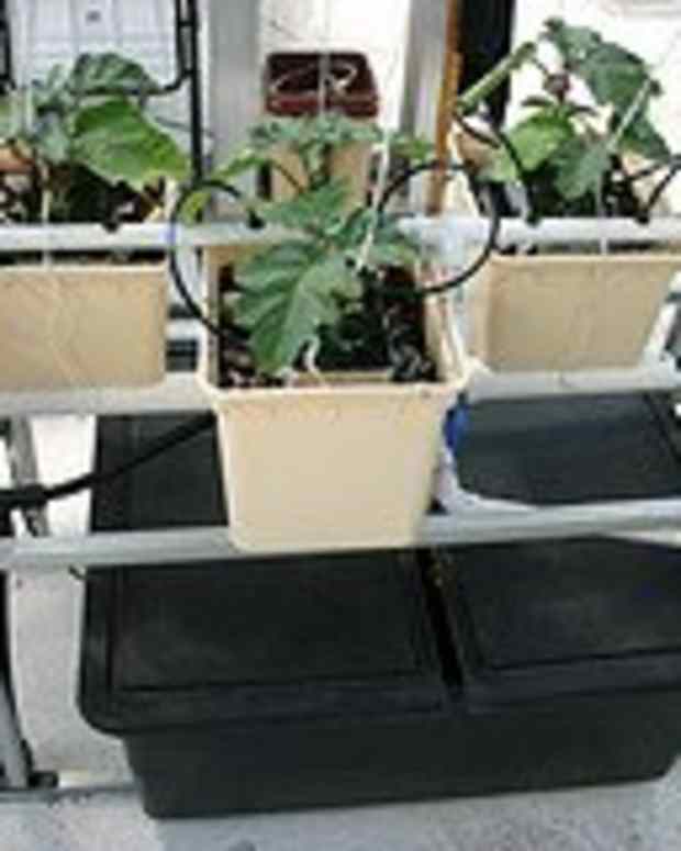 25 of the Best Plants for Indoor Hydroponic Gardens Dengarden Home